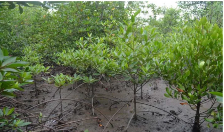 Gambar  10. Anakan pohon tingkat semai jenis Rhizophora mucronata di pantai utara  Aceh 