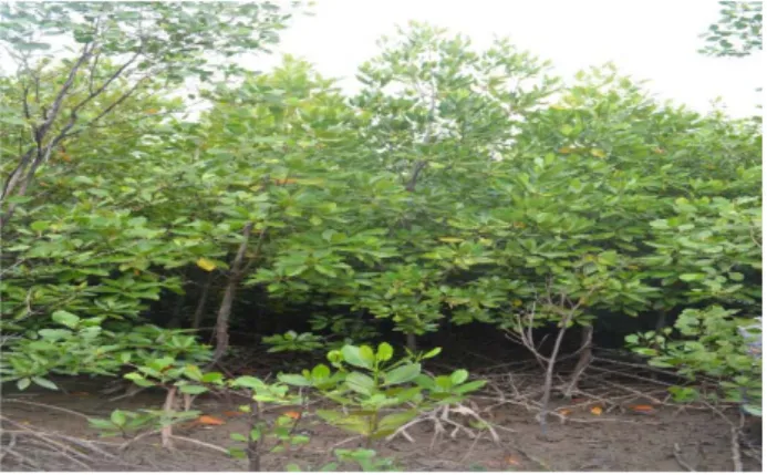 Gambar  11. Anakan pohon tingkat pancang jenis Rhizophora mucronata di pantai utara  Aceh 
