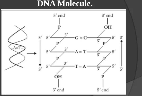Figure 6. The two chains of DNA molecule (sugar-phosphate backbone) are 