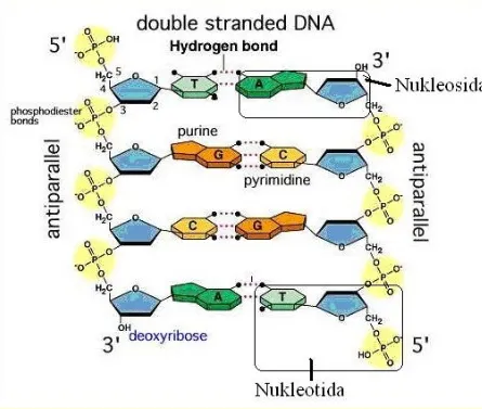 Gambar 9. Kestabilan Struktur Molekul DNA