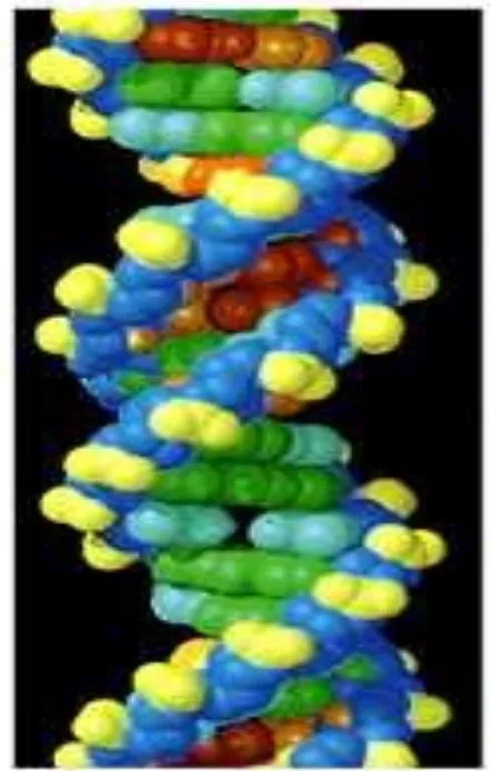 Gambar  3. Molekul DNA