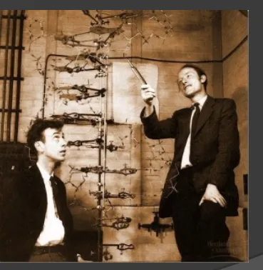 Gambar 4. James Watson  (kiri) dan Francis Crick. 