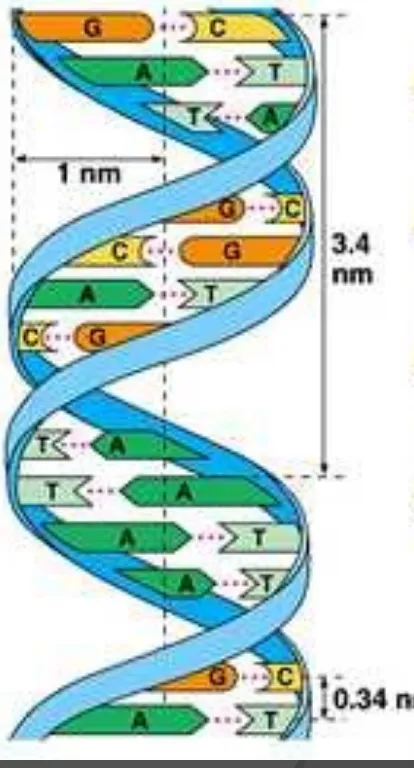 Gambar  5. Struktur double helix 