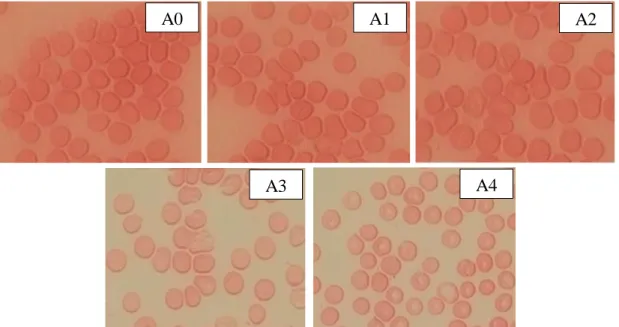 Gambar  4.1  Gambaran  sel  darah  merah  mencit  kelompok  non  infeksi  dengan  pemberian CMC-Na 1 % pada hari ke-0 sampai ke-4 