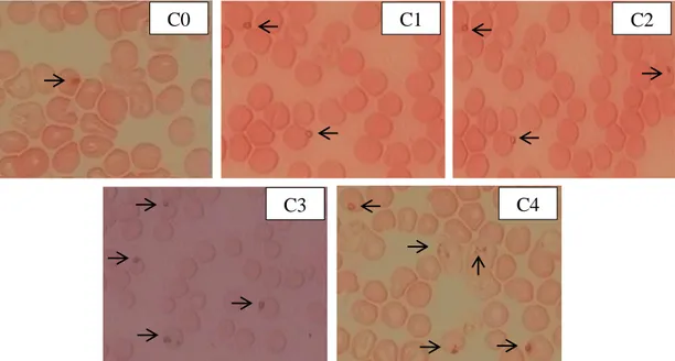 Gambar 4.3  Gambaran sel darah  merah  mencit kelompok kontrol  negatif dengan  pemberian CMC-Na 1 % pada hari ke-0 sampai ke-4 