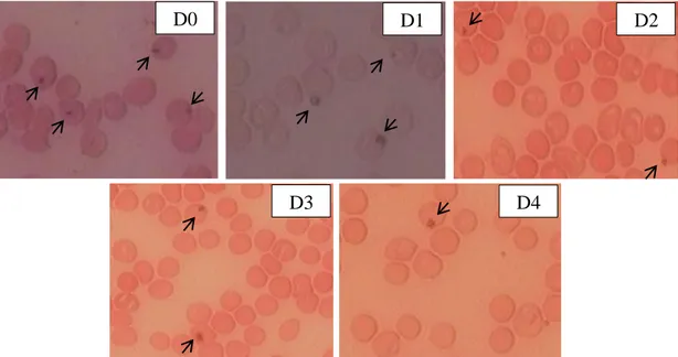 Gambar 4.4 Gambaran sel darah merah mencit kelompok Widuri 1 dengan ekstrak  akar dengan dosis 0,1 mg/Kg BB pada hari ke-0 sampai ke-4 