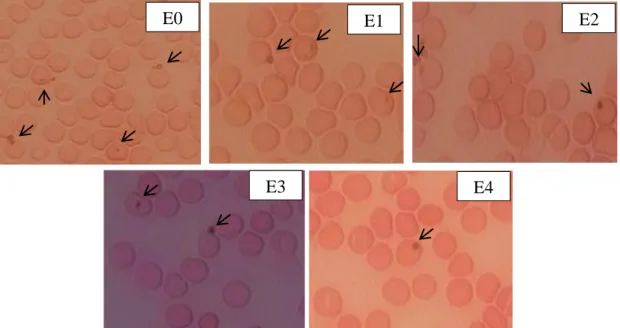 Gambar 4.5 Gambaran sel darah merah mencit kelompok Widuri 2 dengan ekstrak  akar dengan dosis 1 mg/Kg BB pada hari ke-0 sampai ke-4 