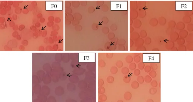 Gambar 4.6 Gambaran sel darah merah mencit kelompok Widuri 3 dengan ekstrak  akar dengan dosis 10 mg/Kg BB pada hari ke-0 sampai ke-4 