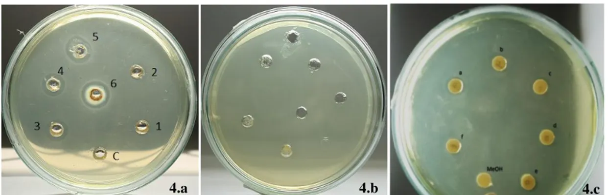 Gambar 4. (a). Hasil uji aktivitas antibakteri ekstrak kulit manggis etanol 70% pada beberapa konsentrasi (1-6)  dan clindamycin 1,25 % (c ), (4b) Hasil uji aktivitas antibakteri nanopartikel kitosan pada berbagai 