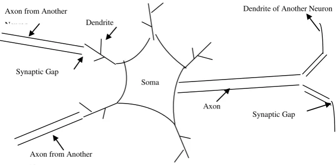 Gambar 2.1 Neuron biologi  manusia (Medsker & Liebowitz, 1994)Neuron 