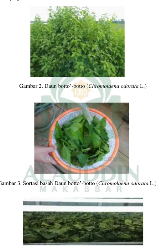Gambar 3. Sortasi basah Daun botto’-botto (Chromolaena odorata L.) 