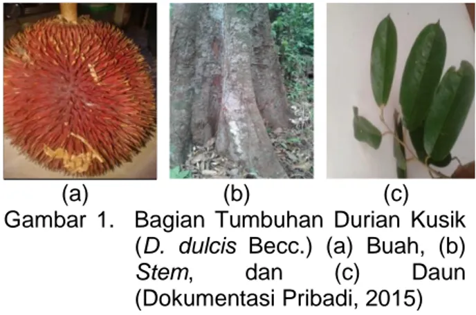 Gambar  1.    Bagian  Tumbuhan  Durian  Kusik  (D.  dulcis  Becc.)  (a)  Buah,  (b) 