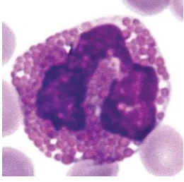 Gambar 2.2. Eosinofil (Harvey, 2012) 