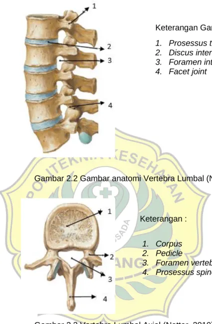 Gambar 2.2 Gambar anatomi Vertebra Lumbal (Netter, 2010)