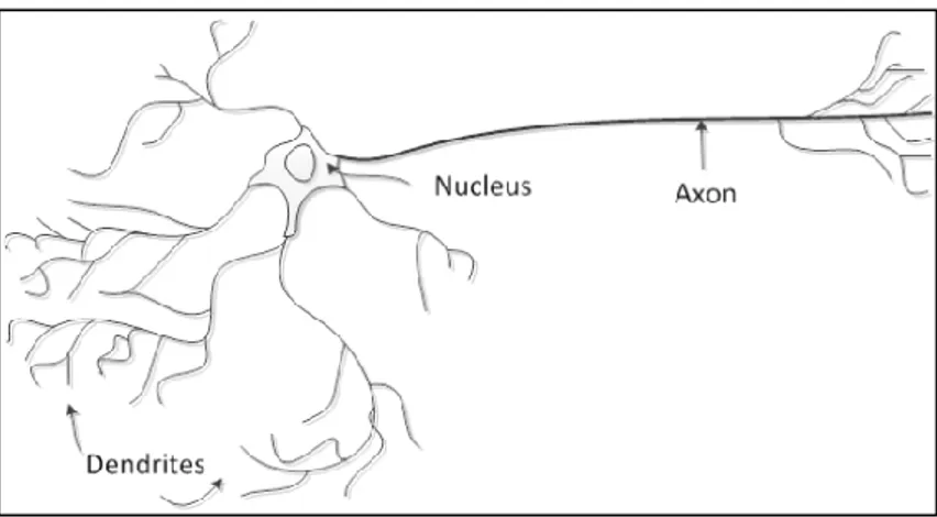 Gambar 2.4. Struktur sel saraf (Soares &amp; Souza, 2016) 
