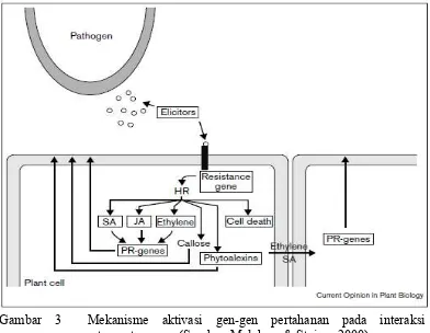 Gambar 3  Mekanisme aktivasi gen-gen pertahanan pada interaksi                   