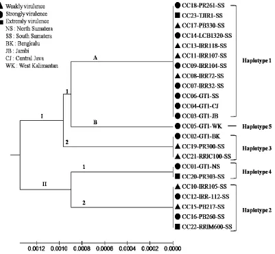 Gambar 6  Analisis filogenetik 23 isolat C. cassiicola yang berasal dari klon karet dan daerah berbeda berdasarkan sekuen ITS-rDNA