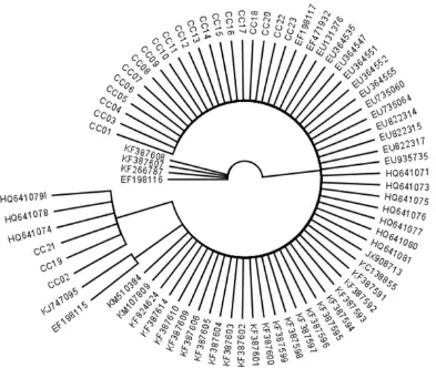 Gambar 8  Pohon filogenetik 23 isolat  C. cassiicola asal Indonesia (CC-01 – CC-23) dan negara lain dari sekuen database (nomor aksesi) berdasarkan sekuen ITS-rDNA menggunaan metode Neighbour-Joining (NJ)  