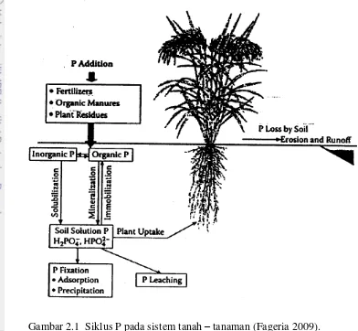 Gambar 2.1  Siklus P pada sistem tanah – tanaman (Fageria 2009). 