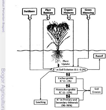 Gambar 2.2  Siklus K pada sistem tanah-tanaman (Fageria  2009) 