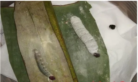 Gambar 6. Gambar sebelah kiri Larva E. thrax yang terparasit; dan Gambar sebelah  kanan Larva E
