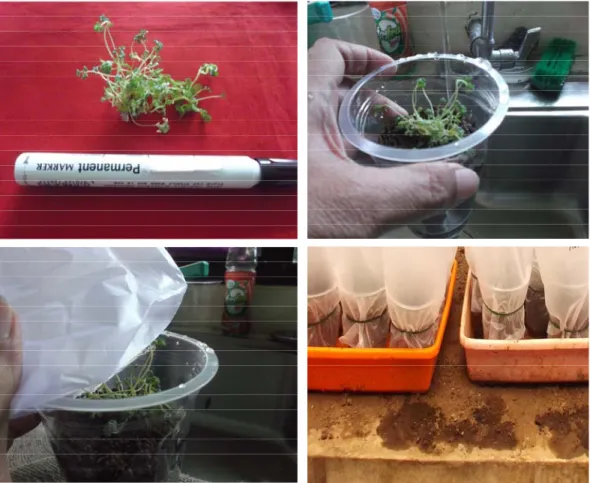 Figure 2.  Plantlet of roe ready  for acclimatilization (A), plantlet of roe ready for acclimatilization (B), using of plastic lid 