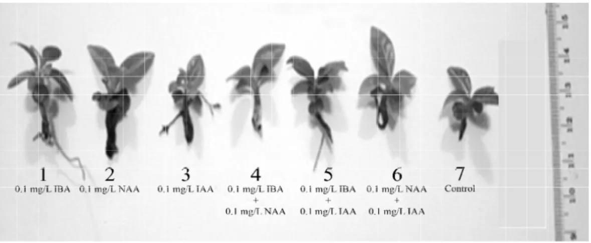 Figure 1. Planlets of AS 2K coffee clone in auxin varians and the combinations.