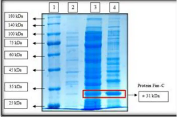 Gambar  4.    Hasil  overekspresi  protein    rekombinan  Fim-C-S.  typhi  pada  kondisi  jumlah  incolum 4% dan waktu induksi 4 jam