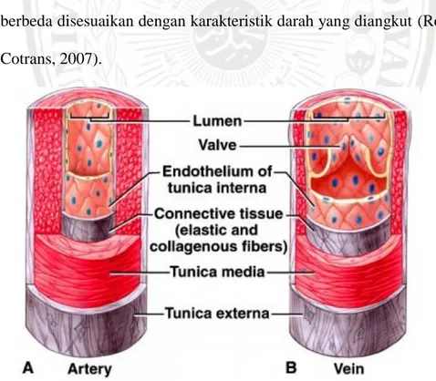 Gambar 2.2. A. Komponen arteri; B. Komponen vena 