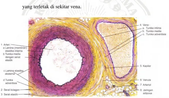 Gambar 2.4. Arteri dan vena muskular (potongan transversal). Pulasan: pulasan  elastik