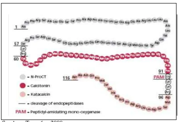 Gambar 2.2.1. Struktur Procalcitonin 