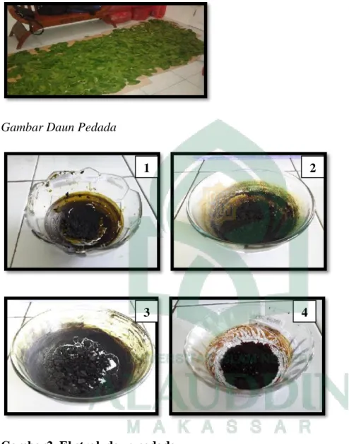 Gambar Daun Pedada  