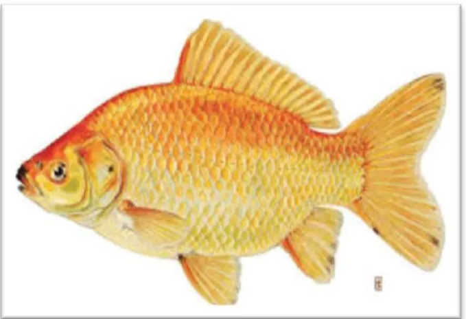 Gambar 2.1 Ikan mas (cyprinus carpio L.) 