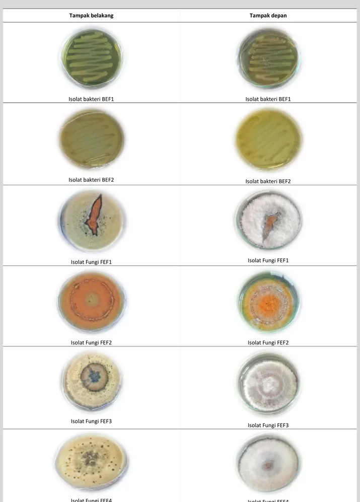 Tabel 1.  Hasil Isolat Mikroba Endofit Tanaman Pegagan 