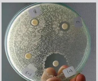 Gambar  2.  Hasil  Uji  Aktivitas  Isolat  Mikroba  Endofit  Terhadap 