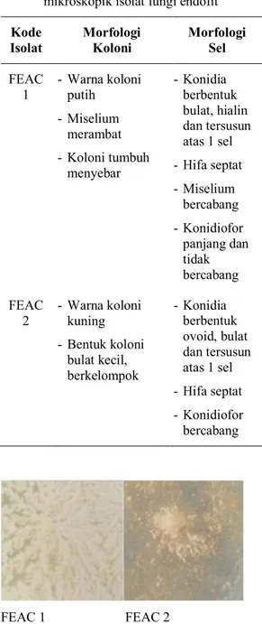 Gambar 1. Morfologi isolat fungi endofit 