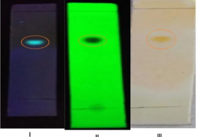 Gambar 3. Kromatogram Pemantuan KLT isolat F4a. Visualisasi di bawah lampu UV 366 nm  (I), di bawah lampu UV 254 (II), setelah disemprot penampak bercak Dragendorf (III), Fase 