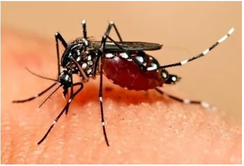 Gambar 2.2. Nyamuk Aedes aegypti 