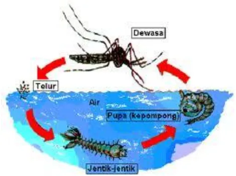 Gambar berikut menunjukkan siklus hidup nyamuk Aedes aegypti 