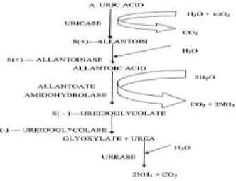 Gambar 2. Konsep pembentukan amonia (Heij dan Schneider, 1991) Sumber  emisi  gas  amonia  (NH 3 )  di  udara 