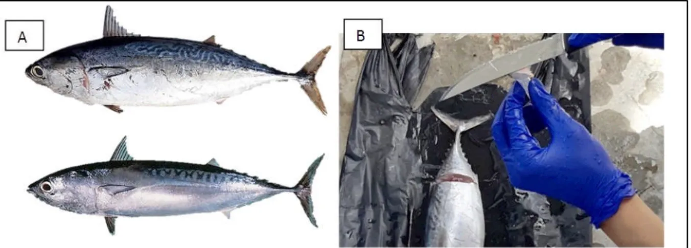 Gambar 1. A. ikan tongkol krai (atas) dan lisong (bawah) yang didaratkan di PPN Palabuhanratu, Jawa Barat