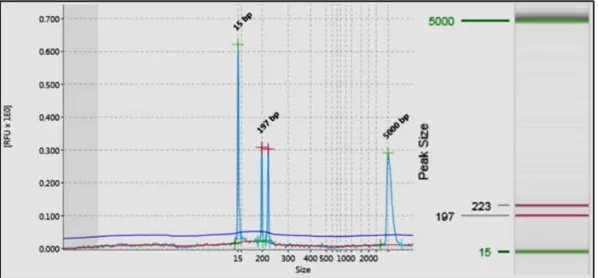 Table 1. PCR optimization results on frigate dan bullet tuna using microsatellite primer Aro2-38