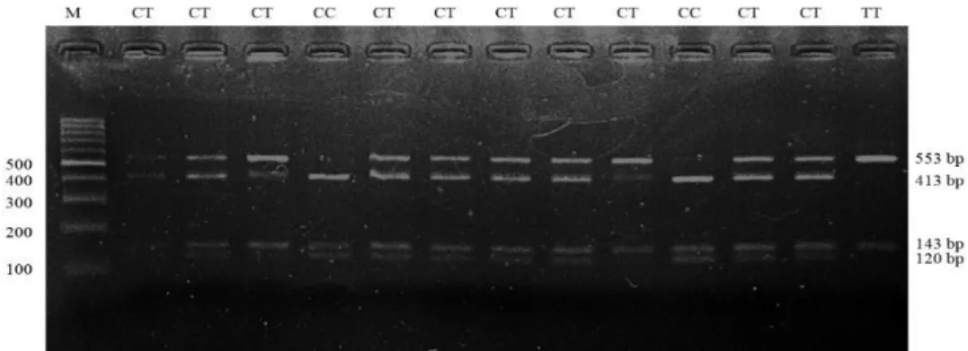 Gambar  2.  Hasil pemotongan  PCR-RFLP gen KIF12 menggunakan  enzim  BfaI.. M = 100bp 