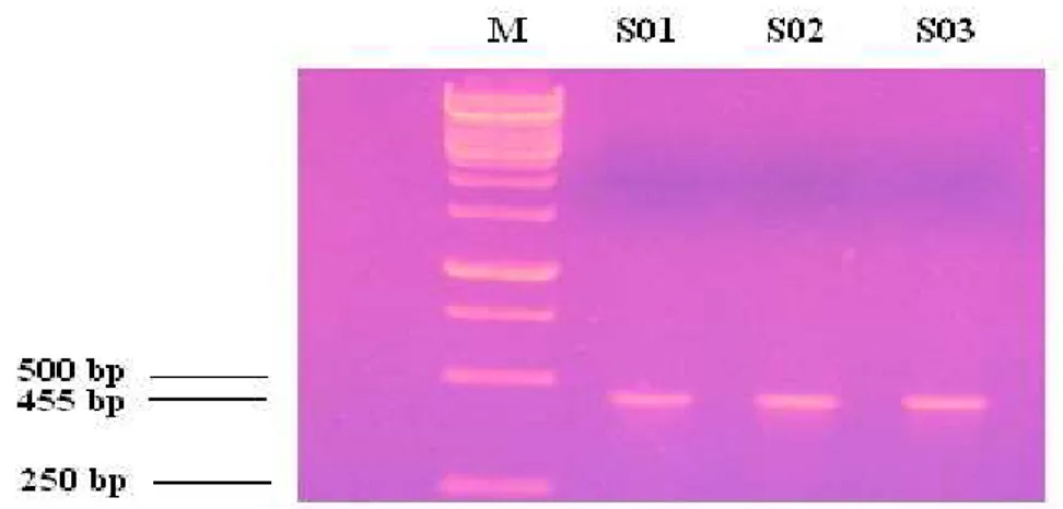 Gambar  1.    Electroforesis  hasil  amplifikasi  daerah  ujung  gen  GH  (Keterangan  :  M  =  Marker  ,  S01-S03 = sampel individu)