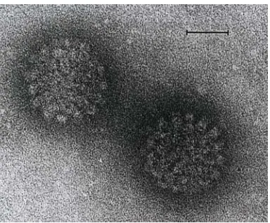 Gambar 9. HPV di bawah mikroskop elektron. 