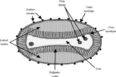 Gambar 1. Morfologi Poxvirus  