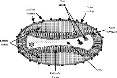 Gambar 1. Morfologi Poxvirus  