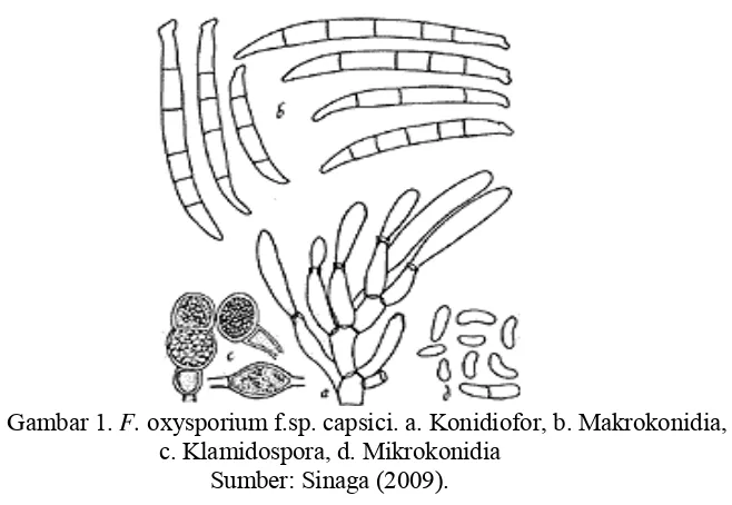 Gambar 1. F. oxysporium f.sp. capsici. a. Konidiofor, b. Makrokonidia, 
