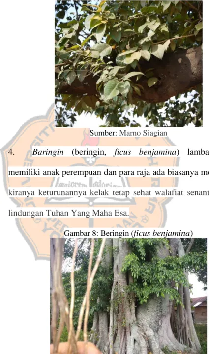 Gambar 7: Hariara 