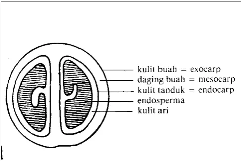 Gambar 1. Susunan Buah Kulit Kopi 